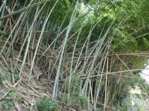 鹿児島 竹林伐採