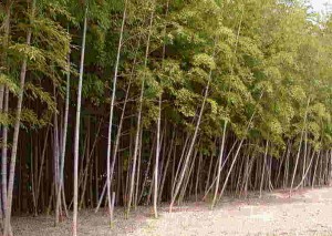 鹿児島 竹やぶ 伐採