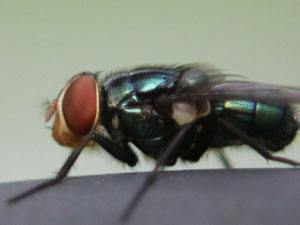 害虫と益虫について