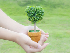 植栽作法について