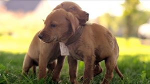 犬