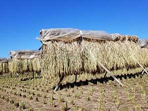 鹿児島での稲刈りの手伝いはお任せ下さい。