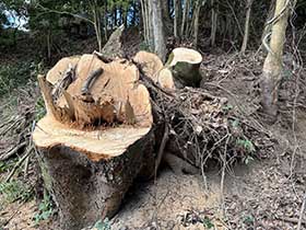 木の伐採