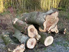 木の伐採