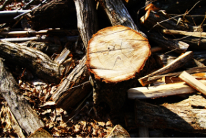 鹿児島の切り株の砕木は当社にお任せ